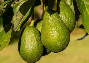 Read more about the article Avocados selber züchten